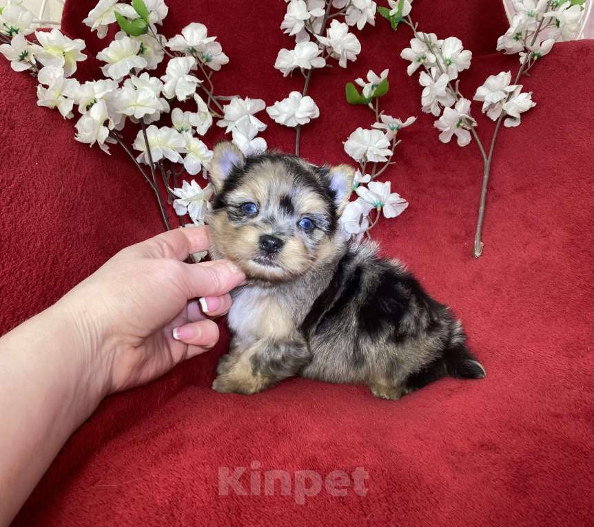 Собаки в Москве: Йорк с двумя голубыми глазами мальчик блю мерле Мальчик, 120 000 руб. - фото 1