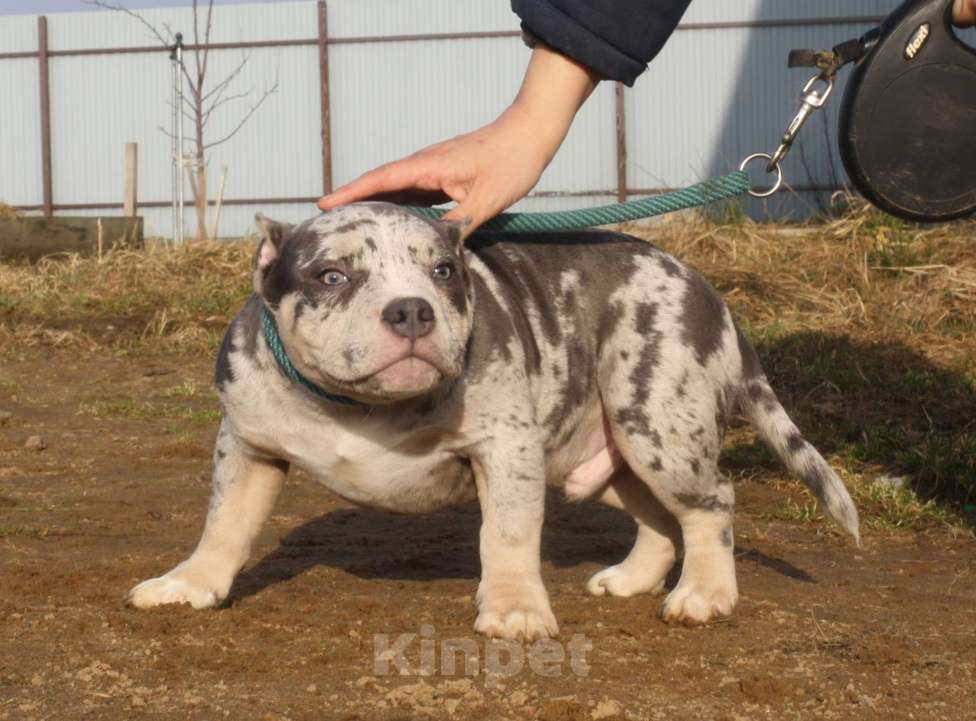 Собаки в Всеволожске: ММ ДЕМАР РОККО Мальчик, Бесплатно - фото 3