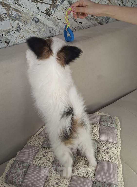 Собаки в Оренбурге: щенки папийона Мальчик, 65 000 руб. - фото 4