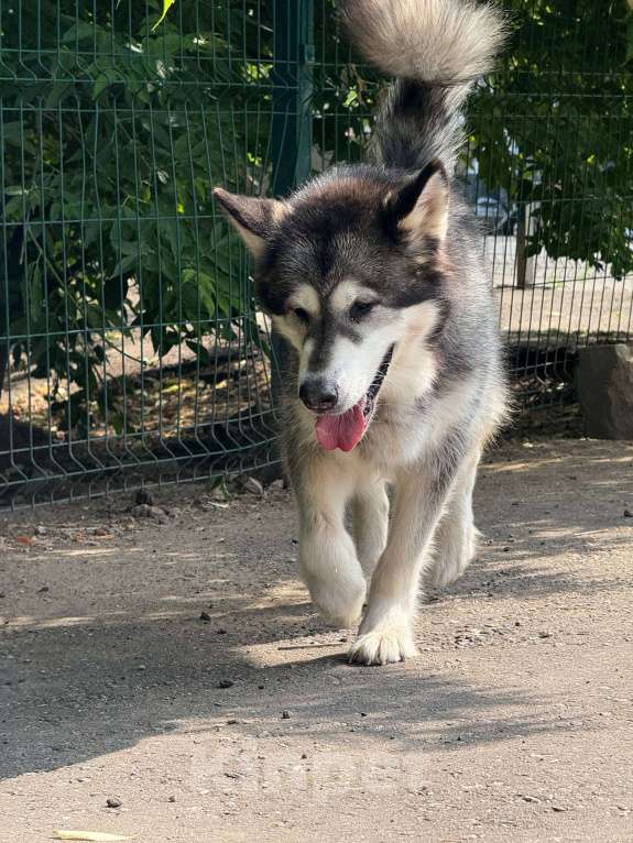 Собаки в Москве: Кайли выкинули спустя 8 лет семейной жизни Девочка, Бесплатно - фото 9