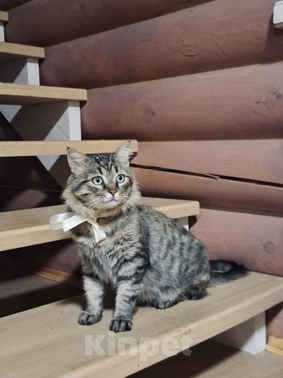 Кошки в Москве: Кот в добрые руки Мальчик, Бесплатно - фото 6