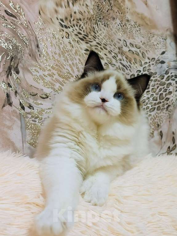 Кошки в Воронеже: Мальчик рэгдолл окрас биколор Мальчик, 50 000 руб. - фото 7