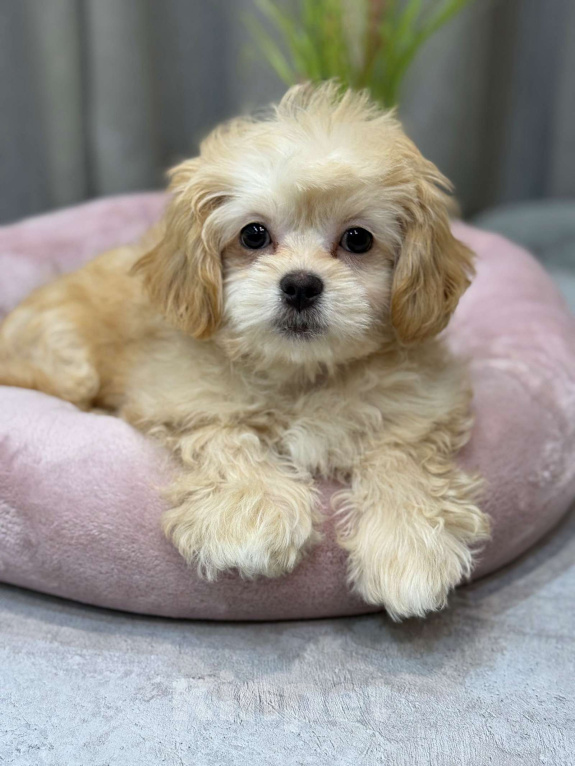 Собаки в Москве: Taya Девочка, Бесплатно - фото 4