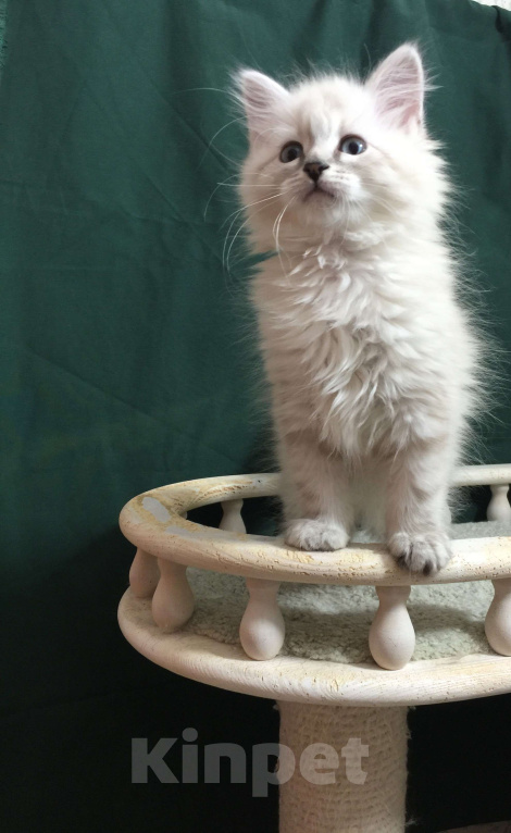 Кошки в Санкт-Петербурге: Невский маскарадный кот  Мальчик, 45 000 руб. - фото 1