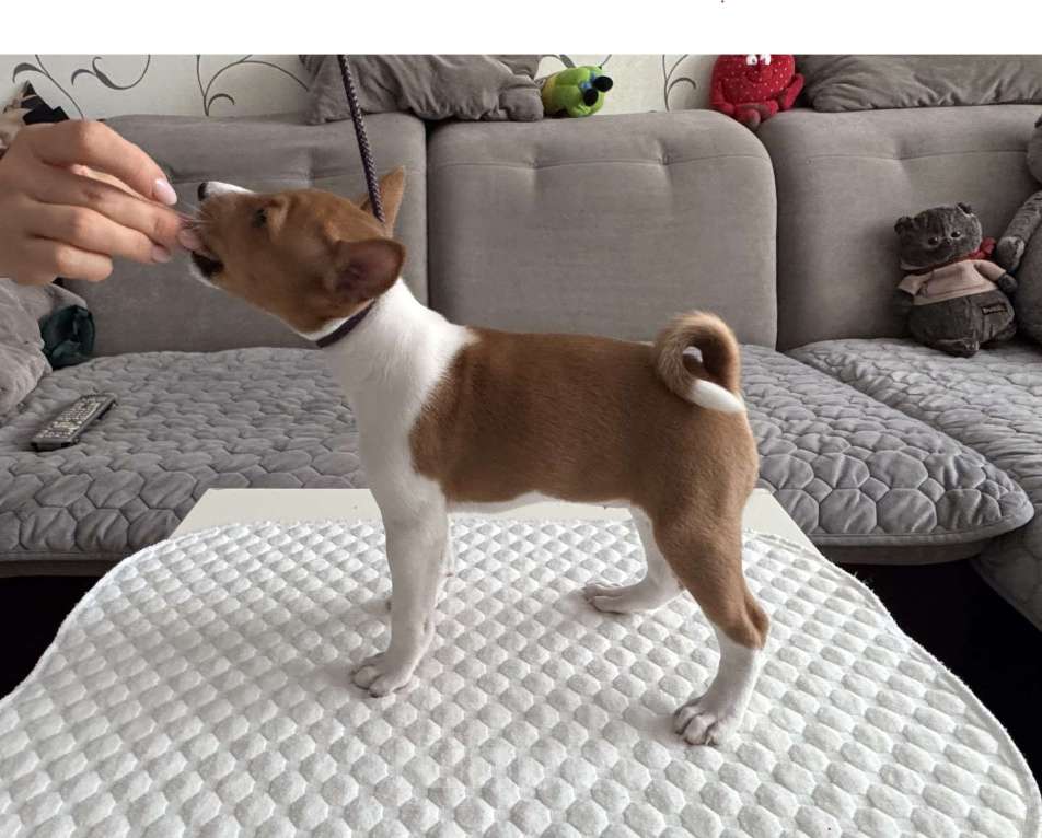 Собаки в Ангарске: Щенки басенджи Девочка, 65 000 руб. - фото 2