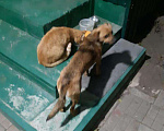 Собаки в Кропоткине: Пропала собака Мальчик, 1 руб. - фото 1