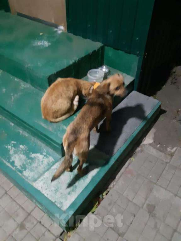 Собаки в Кропоткине: Пропала собака Мальчик, 1 руб. - фото 1