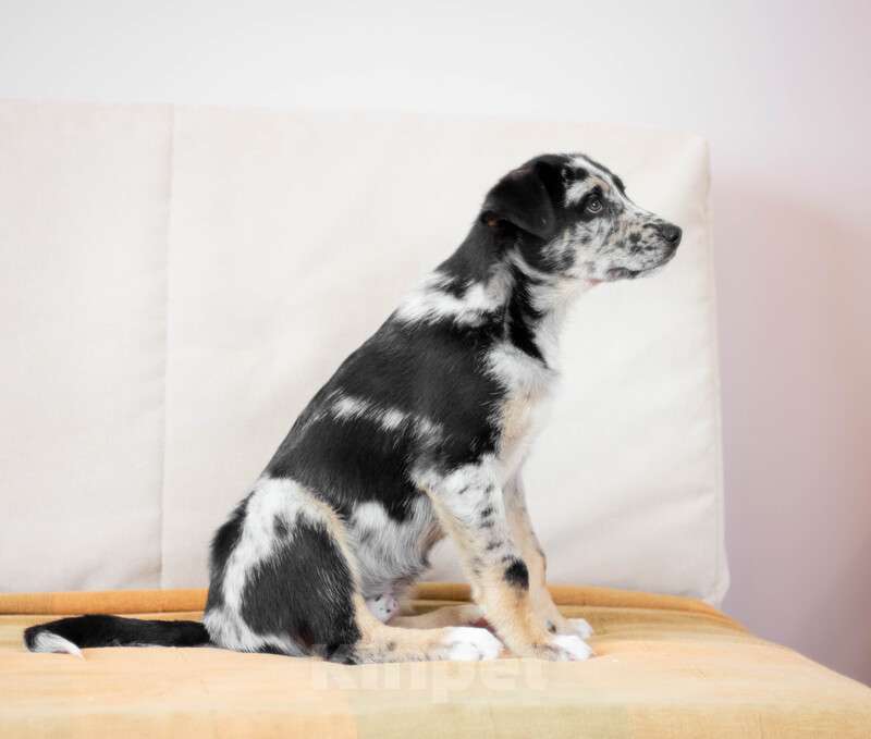 Собаки в Москве: Щенки от аусси и лабрадора в добрые руки Девочка, Бесплатно - фото 5