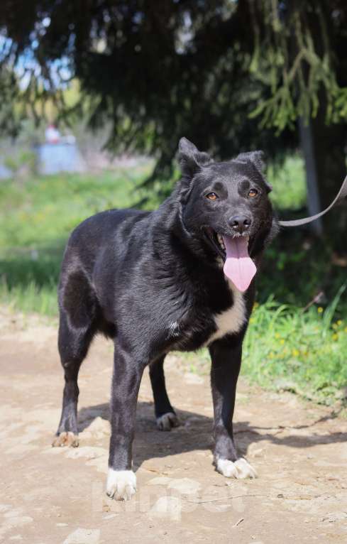 Собаки в Москве: Шерли, собака 2,5 года в добрые руки  Девочка, Бесплатно - фото 4