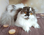 Кошки в Самаре: Веста кошечка Девочка, Бесплатно - фото 2