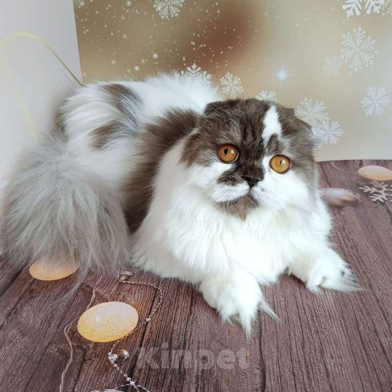 Кошки в Самаре: Веста кошечка Девочка, Бесплатно - фото 2