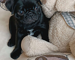 Собаки в Санкт-Петербурге: Щенки мопса бежевые и чëрные Мальчик, 60 000 руб. - фото 4