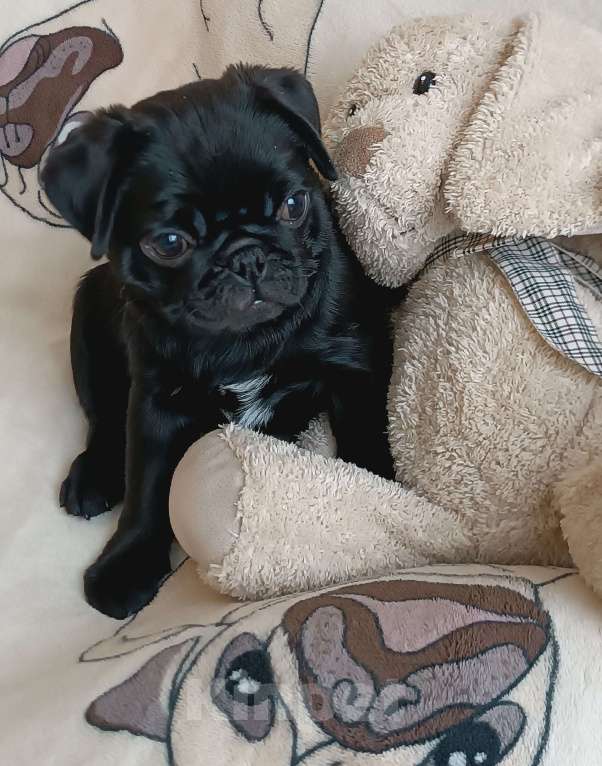 Собаки в Санкт-Петербурге: Щенки мопса бежевые и чëрные Мальчик, 60 000 руб. - фото 4