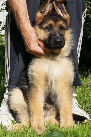 Собаки в Санкт-Петербурге: Щенки немецкой овчарки Девочка, 45 000 руб. - фото 4