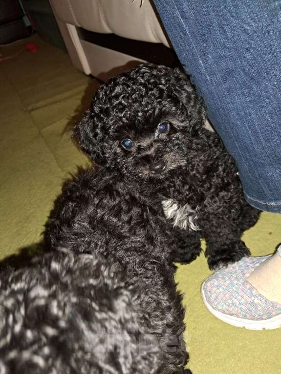 Собаки в Сочи: Премиальный окрас,micro девочка Девочка, 250 000 руб. - фото 4