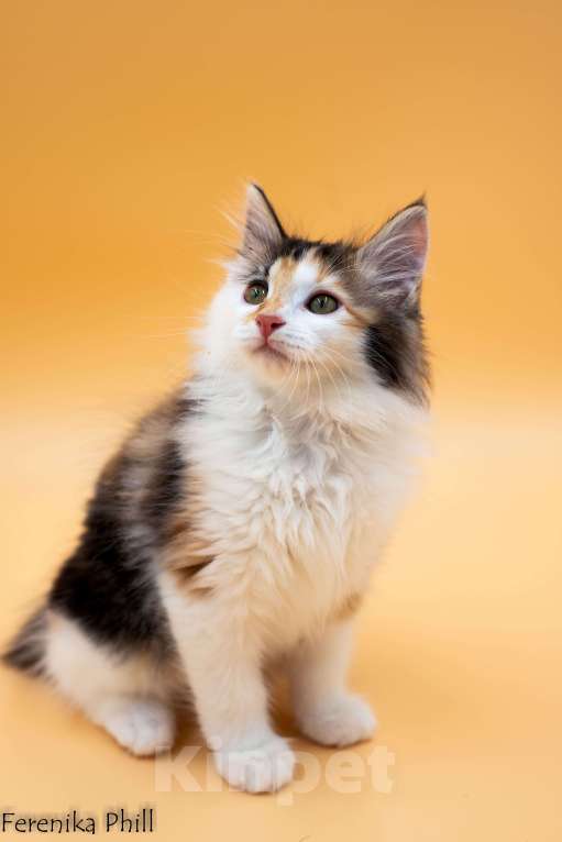 Кошки в Хабаровске: Котёнок Курильского Бобтейла Ференика Фил МАНАНА Девочка, 40 000 руб. - фото 4