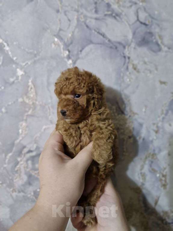 Собаки в Москве: Той пудель  Мальчик, Бесплатно - фото 3