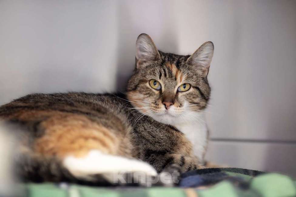 Кошки в Москве: Лукерья Девочка, Бесплатно - фото 4