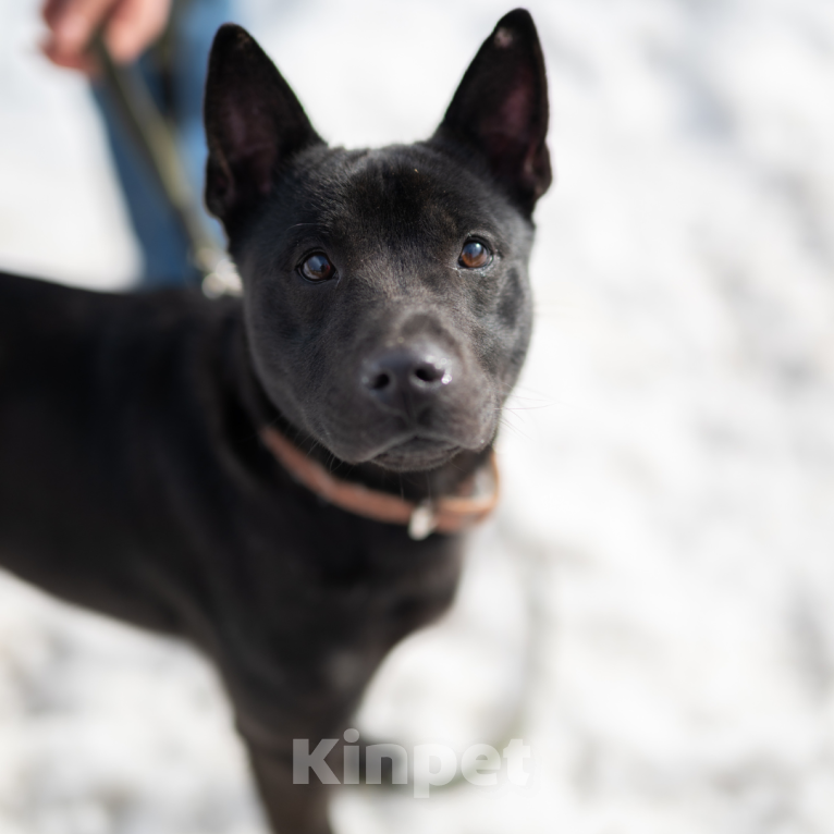 Собаки в Москве: Мэтью Мальчик, Бесплатно - фото 4