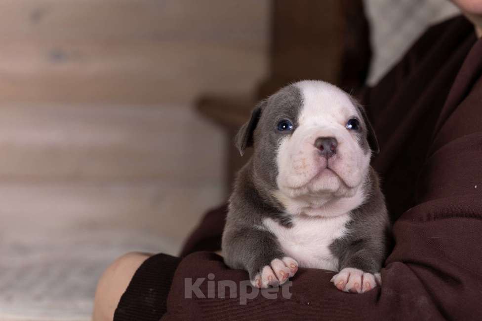 Собаки в Королеве: Американский булли стандарт Мальчик, 200 000 руб. - фото 4