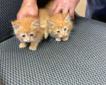 Кошки в Смоленске: Отдам котят в добрые руки Девочка, Бесплатно - фото 1