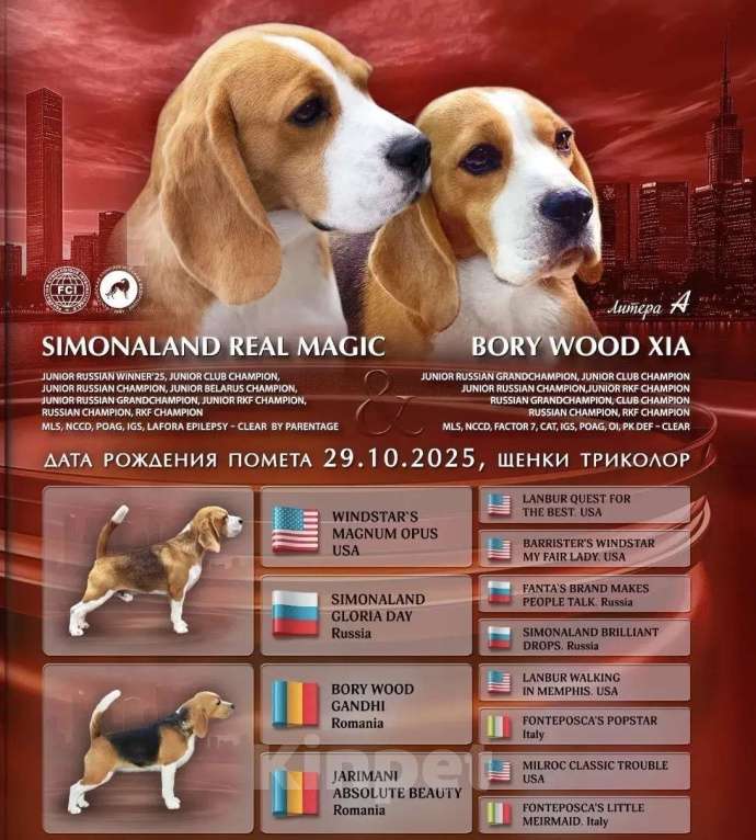 Собаки в Подольске: Бигль Мальчик, 45 000 руб. - фото 3