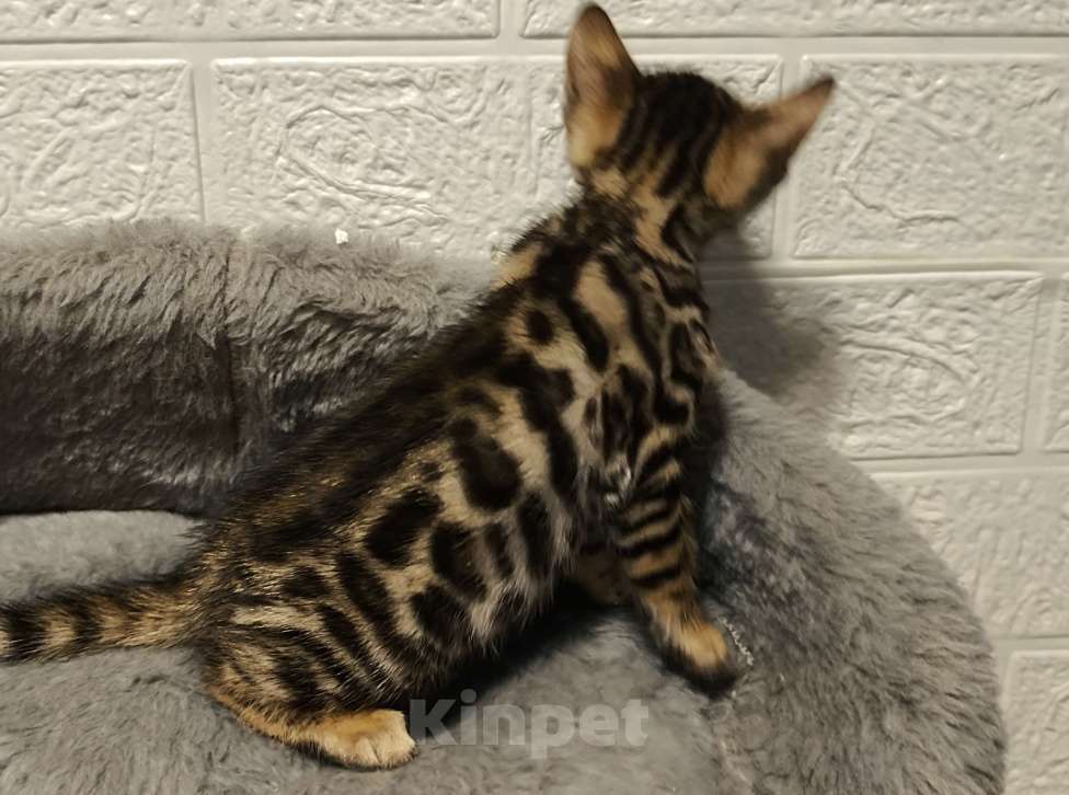 Кошки в Санкт-Петербурге: Бенгальские котята, девочки. Девочка, 20 000 руб. - фото 5