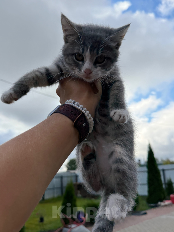 Кошки в Подольске: Отдам котенка в добрые руки Девочка, Бесплатно - фото 1