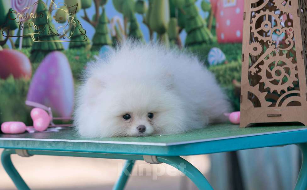 Собаки в Волгограде: Померанский шпиц мишка Мальчик, 30 000 руб. - фото 2