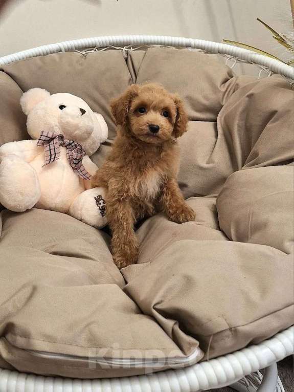 Собаки в Новосибирске: Щенки пуделя, мальтипу Разнополые, Бесплатно - фото 3