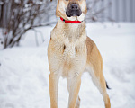 Собаки в Балашихе: Рыжее солнышко ищет свой дом Мальчик, Бесплатно - фото 8