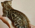 Кошки в Симферополе: Бенгальские котята, 40 000 руб. - фото 3