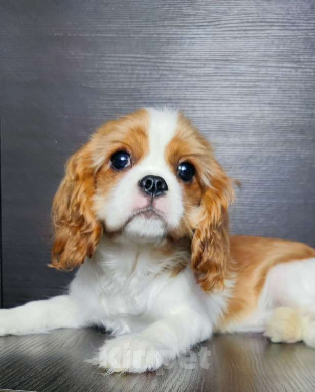 Собаки в Санкт-Петербурге: Красивая девочка кавалер Кинг Чарльз спаниель  Девочка, 110 000 руб. - фото 2