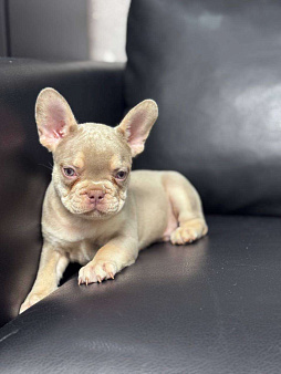 Французский бульдог мальчик