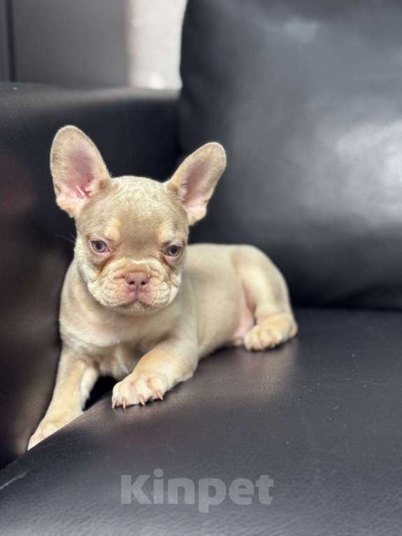 Собаки в Москве: Французский бульдог мальчик Мальчик, 50 000 руб. - фото 1