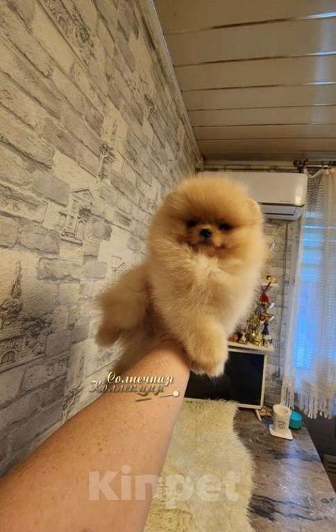 Собаки в Москве: Шпиц померанский мальчик в медвежьем типе питомник Ркф Мальчик, Бесплатно - фото 1