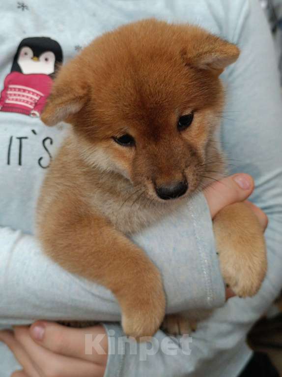 Собаки в Сертолово: Кобель Сиба щенок Мальчик, 60 000 руб. - фото 7