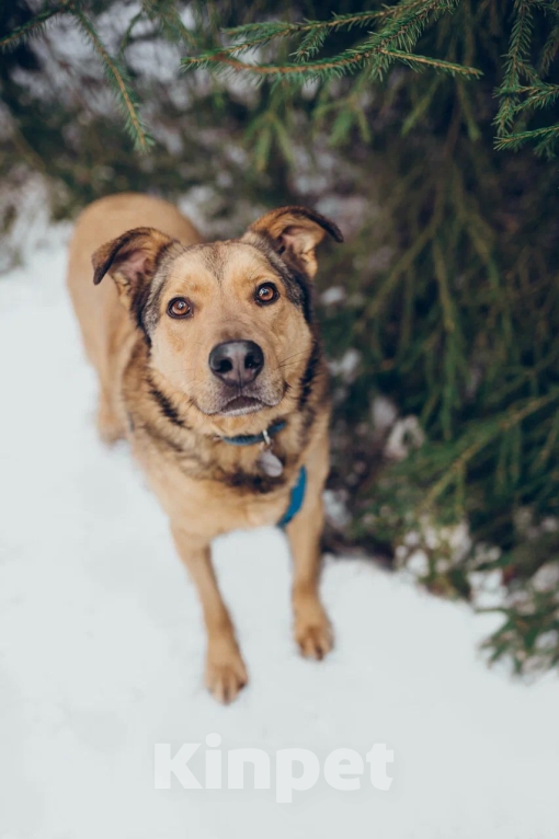 Собаки в Балашихе: Энергичный Купер ждёт свою семью Мальчик, 100 руб. - фото 1
