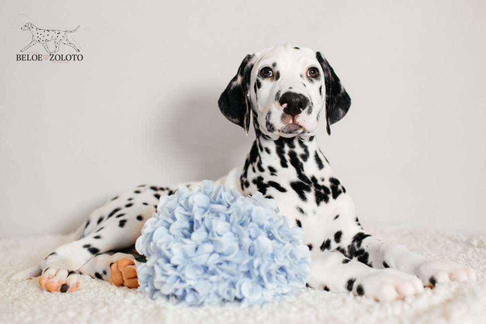 Собаки в Москве: Щенки ДАЛМАТИНА 2,5 месяца Мальчик, 80 000 руб. - фото 1