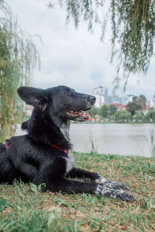 Собаки в Москве: ПО спасён в Грузии и ищет дом Мальчик, Бесплатно - фото 6