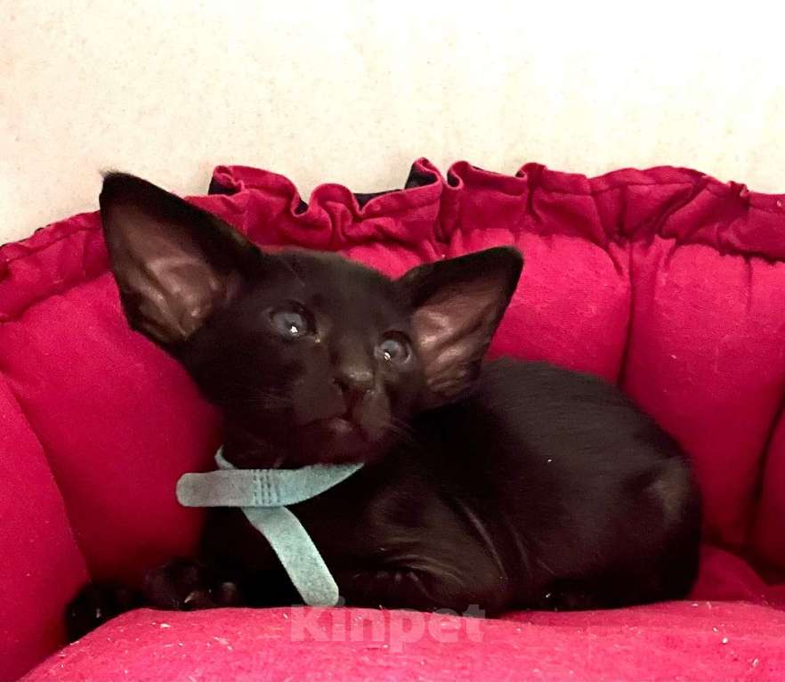 Кошки в Перми: ориентальные котята Мальчик, 50 000 руб. - фото 2