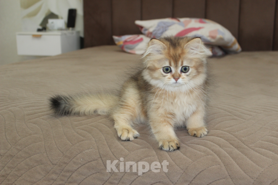 Кошки в Казани: Котик  Мальчик, 35 000 руб. - фото 2