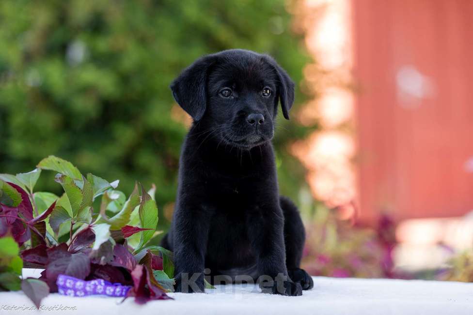 Собаки в Москве: Черный щенок лабрадора  Девочка, 50 000 руб. - фото 5