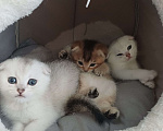 Кошки в Новоалександровске: Чистокровные котята от родителей шотландских шиншилл Девочка, 10 000 руб. - фото 5