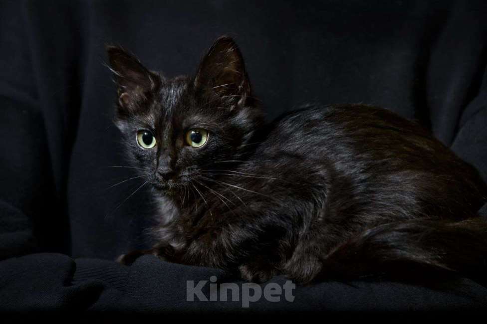 Кошки в Москве: Масяня ищет дом Девочка, Бесплатно - фото 3