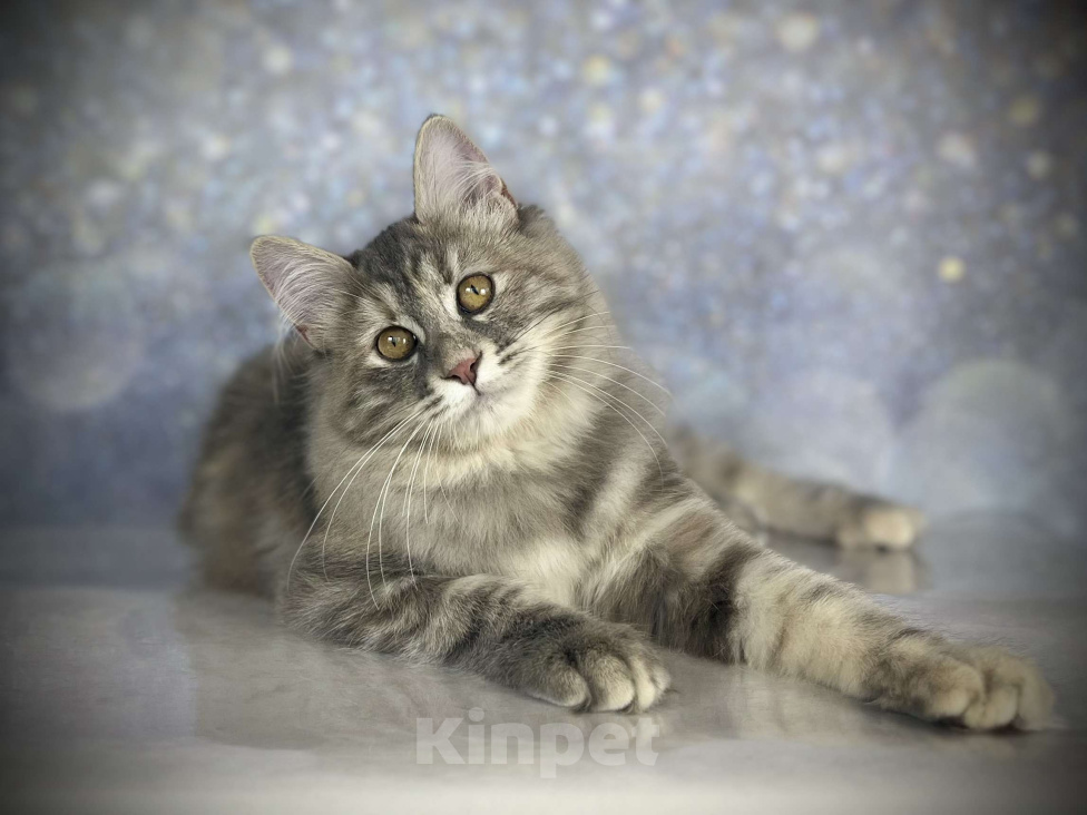 Кошки в других городах Московской области: Neva of Rufus Vallis Девочка, 45 000 руб. - фото 1