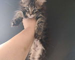 Кошки в Санкт-Петербурге: Кошечка Девочка, 30 000 руб. - фото 1