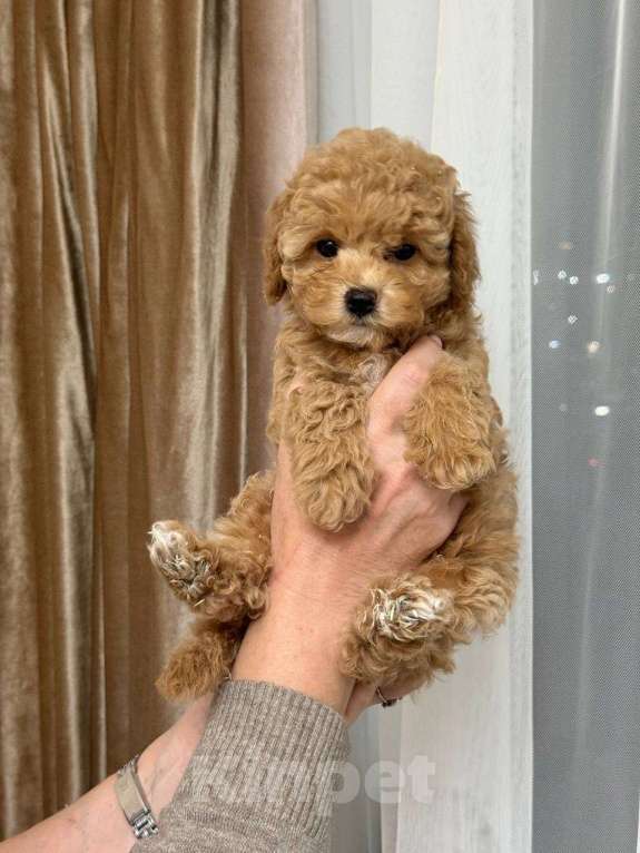 Собаки в Сочи: Щенок мини мальтипу девочка Девочка, 120 000 руб. - фото 1