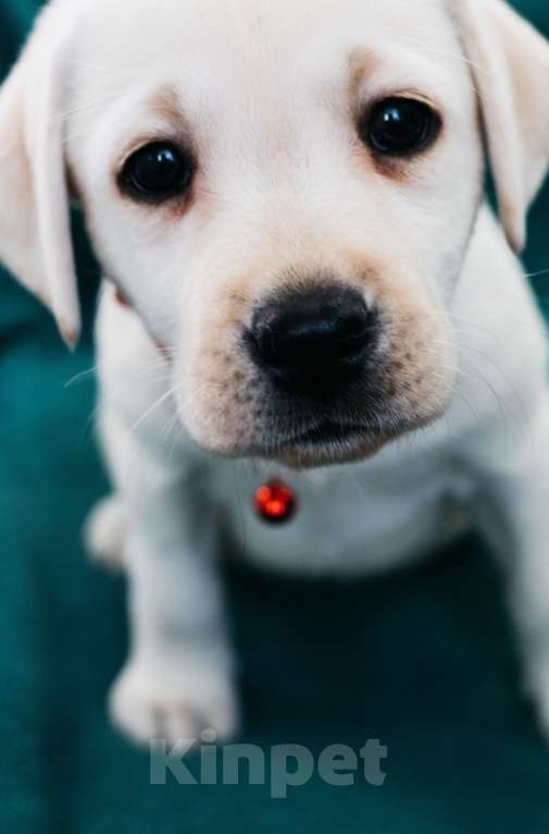 Собаки в Москве: Лабрадор-ретривер, щенок Девочка, Бесплатно - фото 2