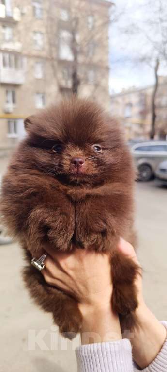 Собаки в Самаре: Шоколадные мини шпицы Мальчик, 120 000 руб. - фото 4
